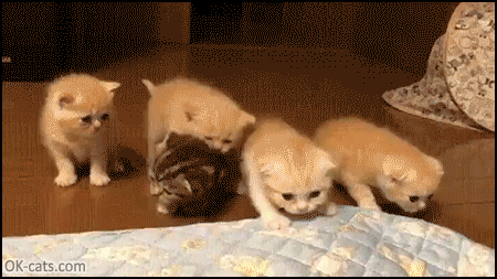 Cute kitten GIF • A funny kitten wants to play with sister.“Please Bro, stop picking on me...” [ok-cats.com]