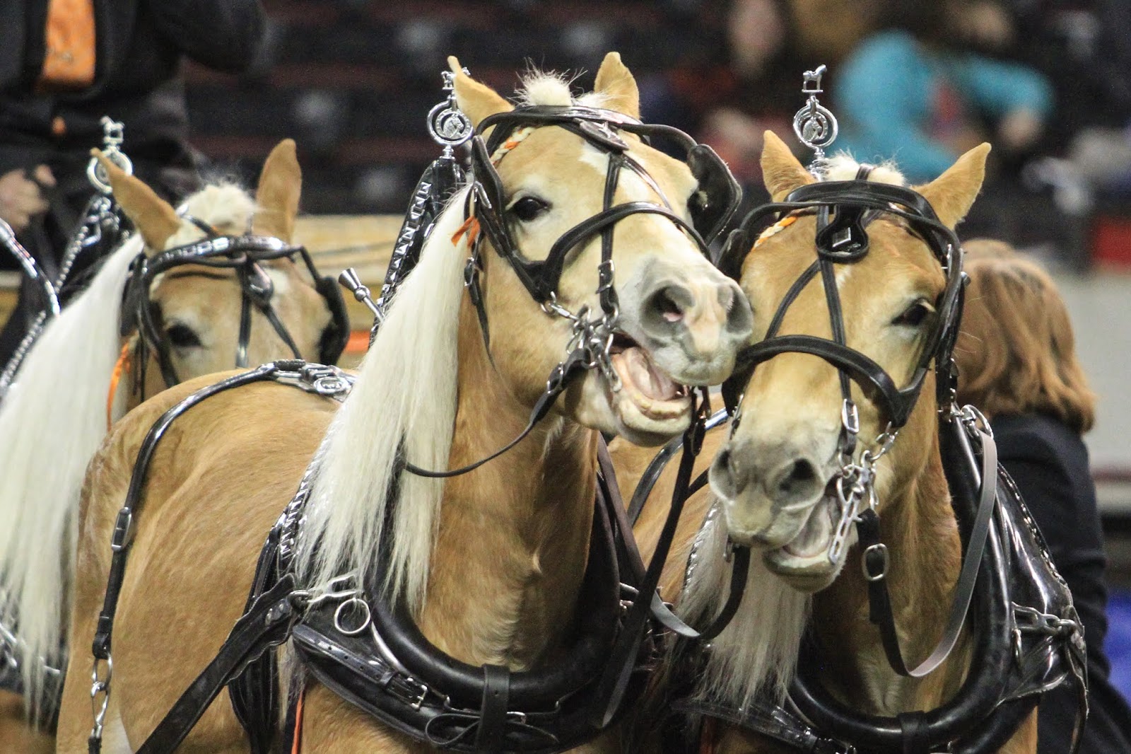 BarnScoop: NAILE in Louisville, KY - Livestock Show and Great Shopping ...