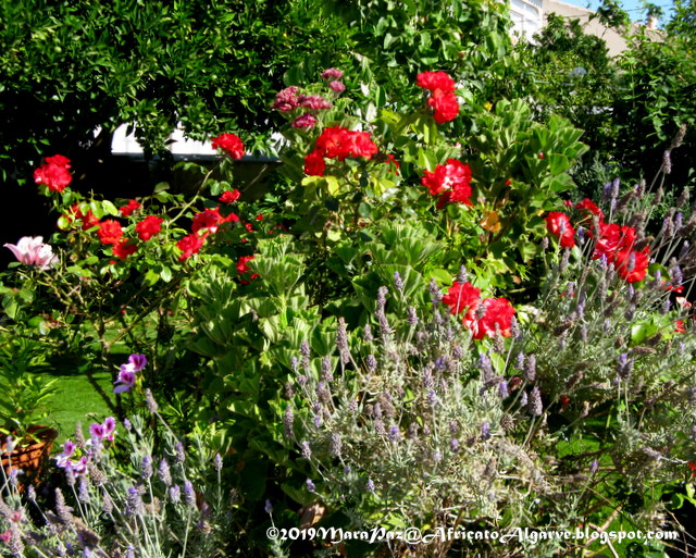 red roses and lavender