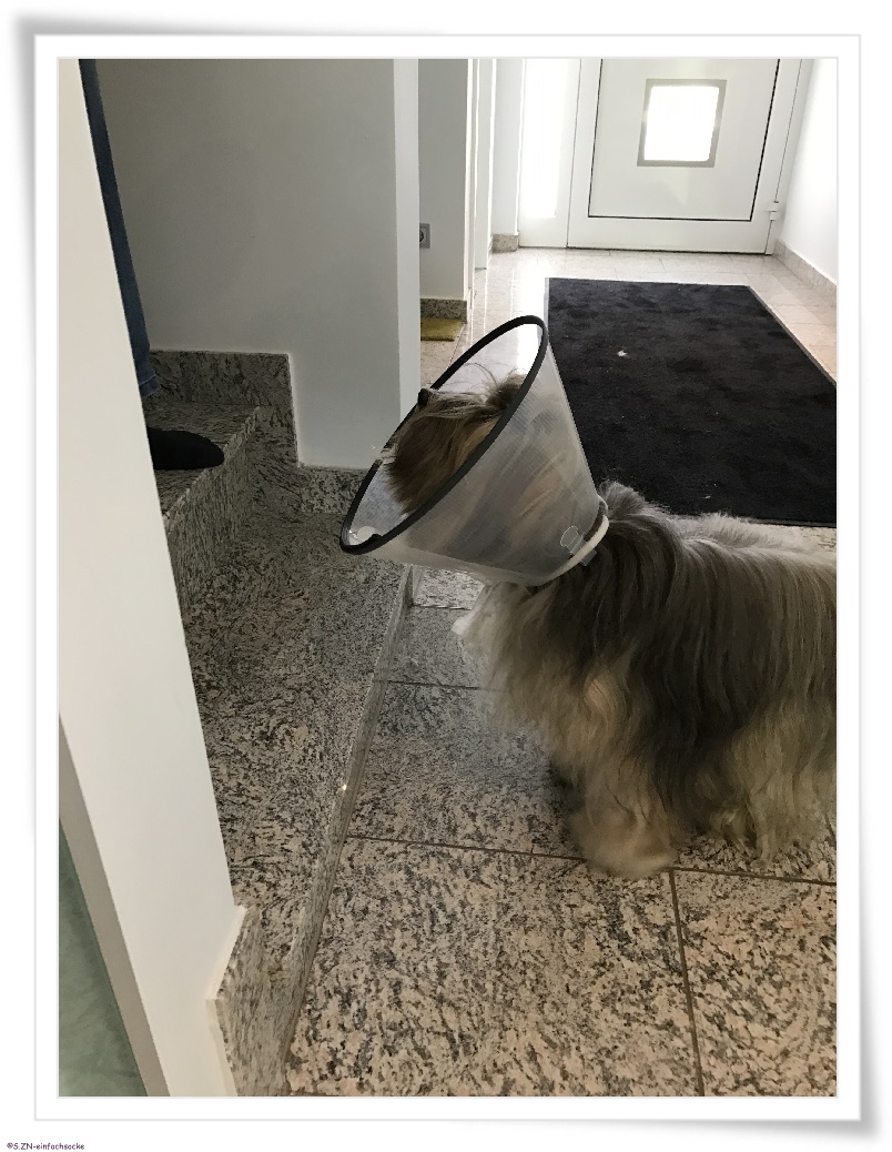 [Hundeblog] Einfach Socke Wir schließen langsam ein Kapitel