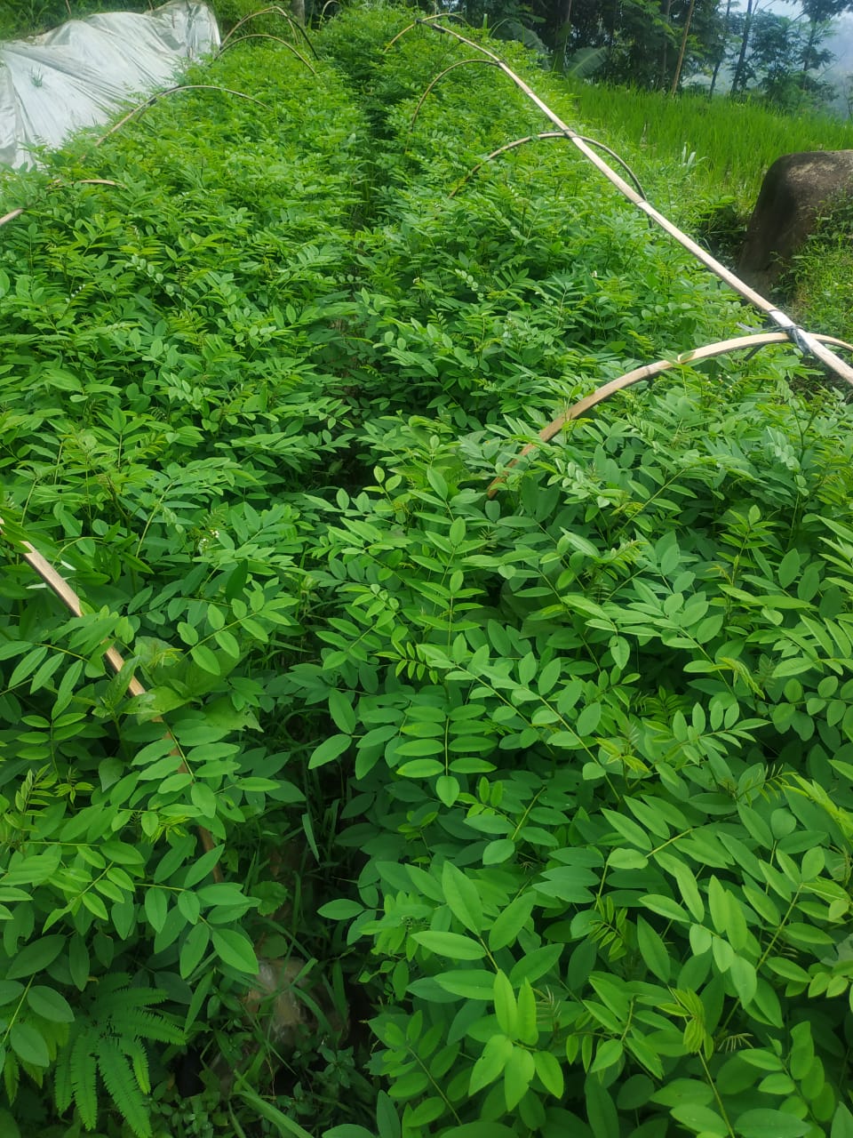 Jual Bibit Indigofera Siap Tanam