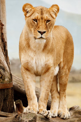 Lion Images Lion Images