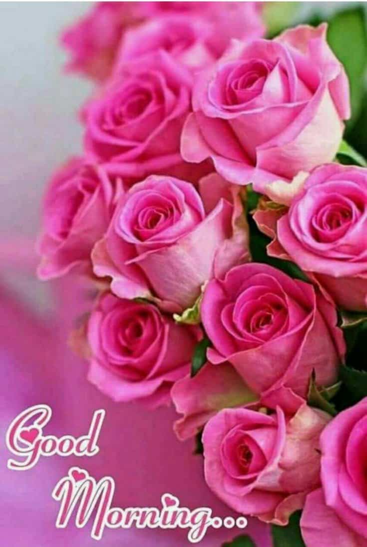 good morning roses image