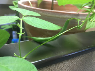 Indoor Office Green Bean Plants