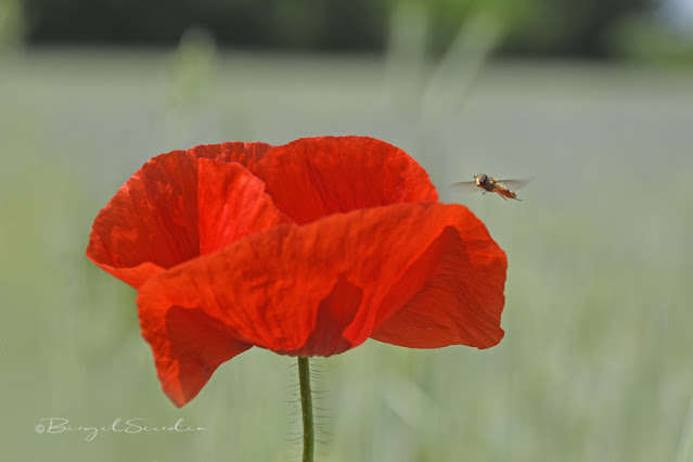 Schwebfliege an Mohnblume