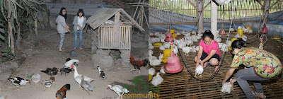 Unggas, ayam, ayam kampung, ayam daging, broiler, chicken, ternak indonesia, ternak kampung