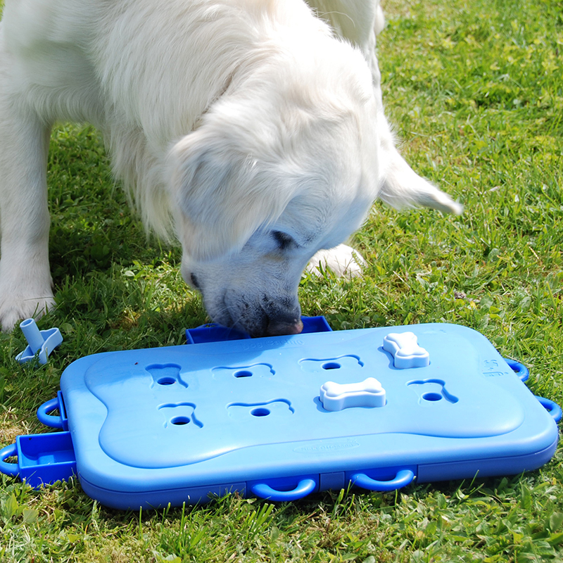 How Smart is Your Dog? | Australian Dog Lover