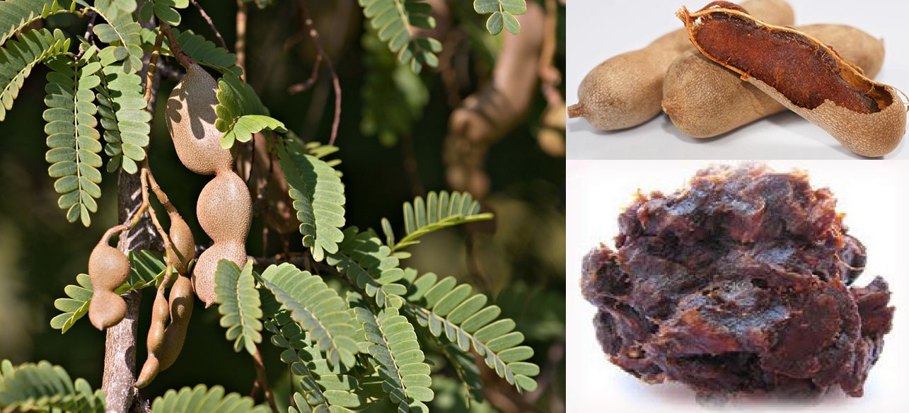 TANAMAN MENURUT ABJAD A