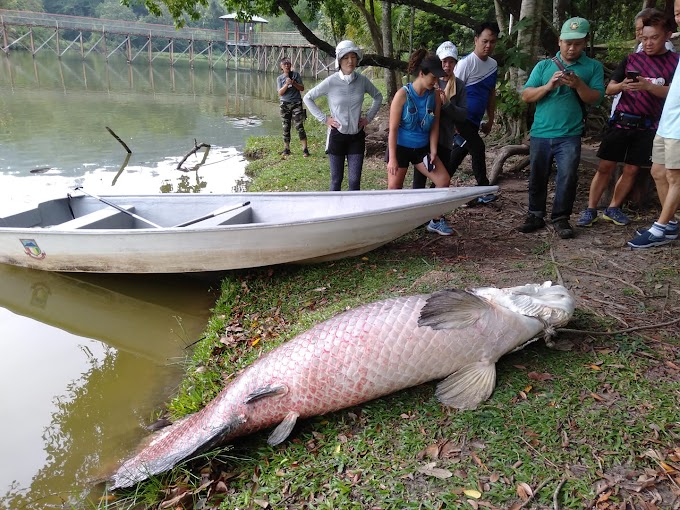 Ikan Gergasi Arapaima ditemui mati di Tasik Bukit Padang