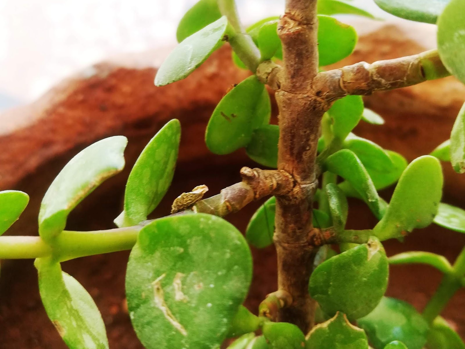 Growing of Jade Plant in water by cutting