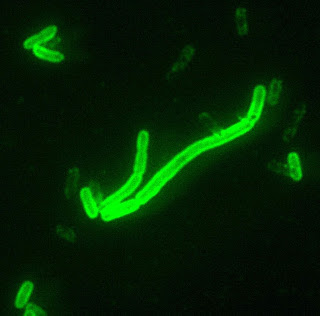 Yersinia pestis (×200 büyütme), bubonik vebaya neden olan bakteri