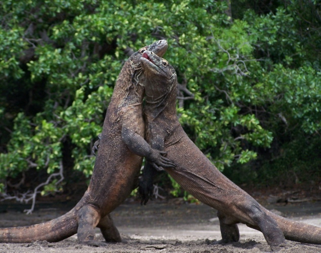 Amazing Animals Pictures The Largest Species Of Lizard The Komodo Amazing Animals Pictures The Largest Species Of Lizard The Komodo