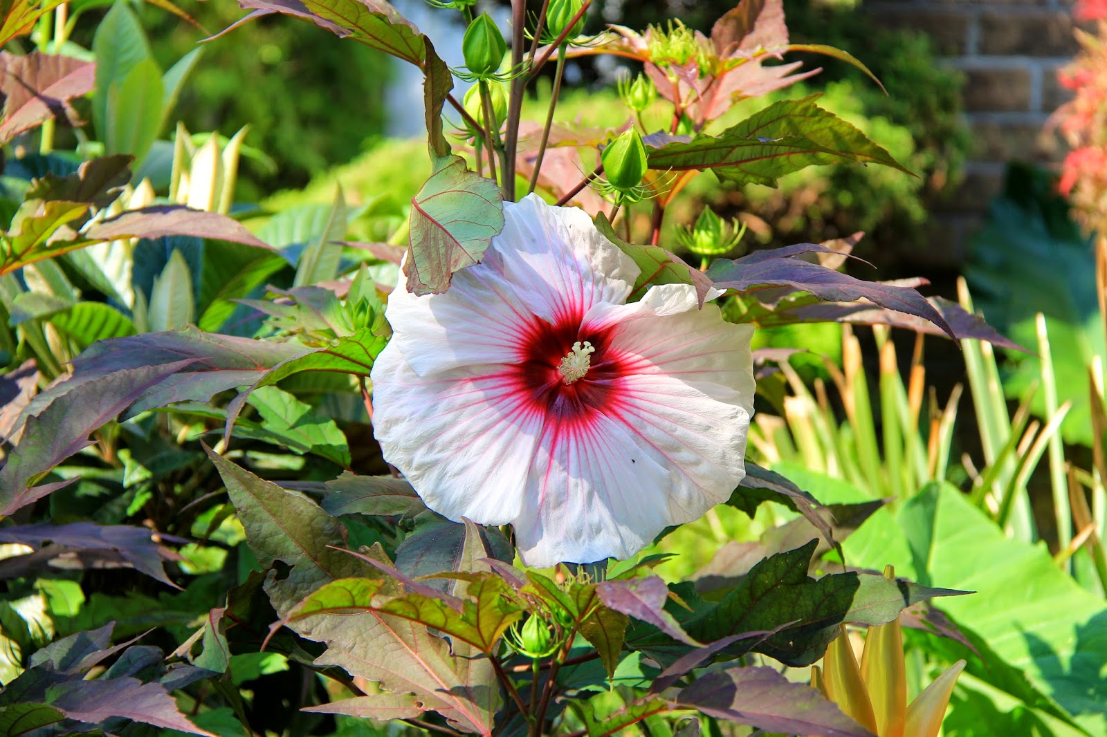 Tropical Gardening in New York City! Crape Myrtle and Kopper King