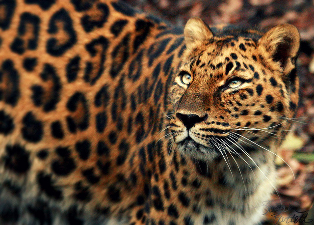 Save the Wildlife: The Rawr Facts: Amur Leopards