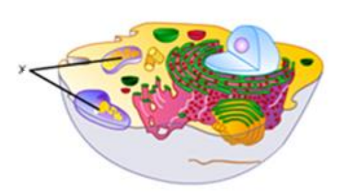 Organel Y merupakan organel yang dimiliki sel hewan maupun sel tumbuhan