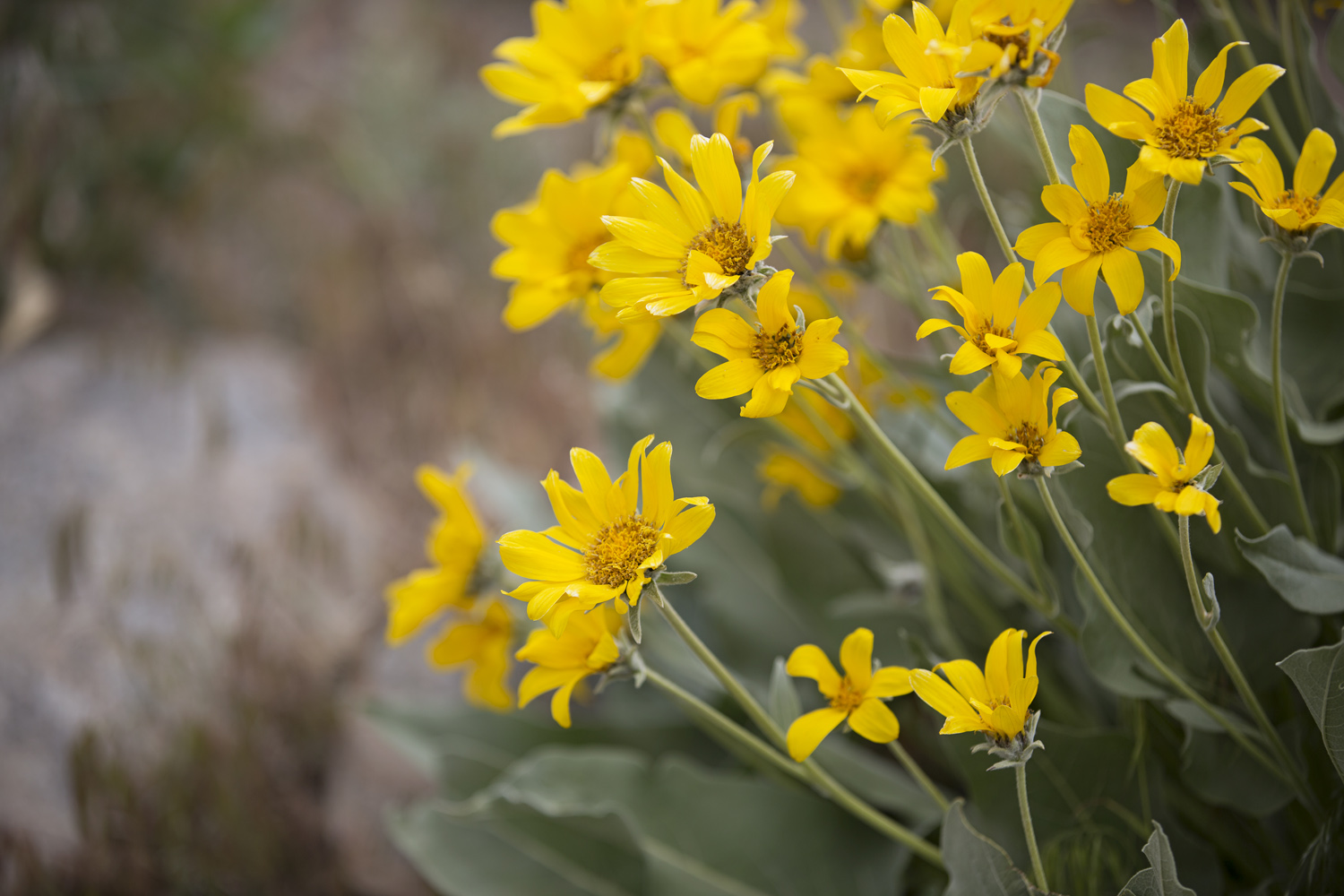 Loving Reno Animal Ark A wildlife Sanctuary with Beautiful Animals