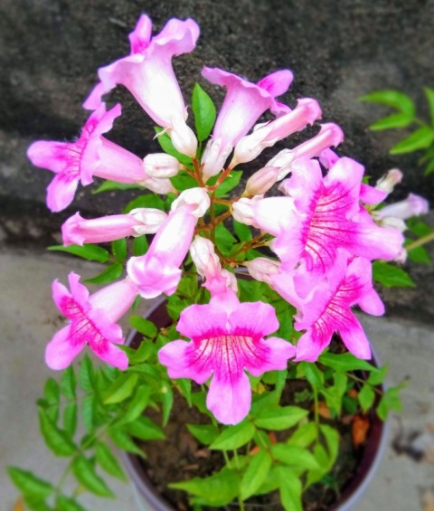 Tecoma pink
