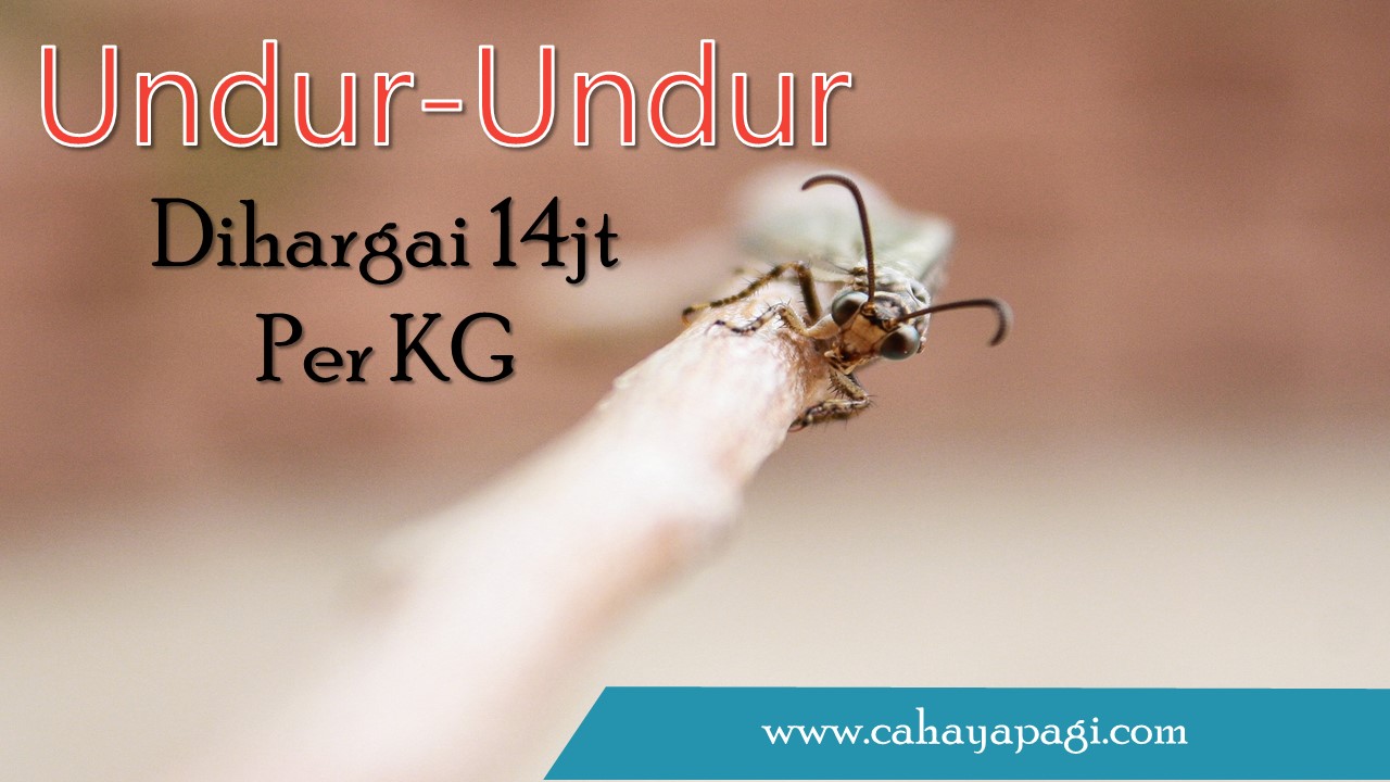 Hewan Undur Undur Dihargai 14jt Per Kg