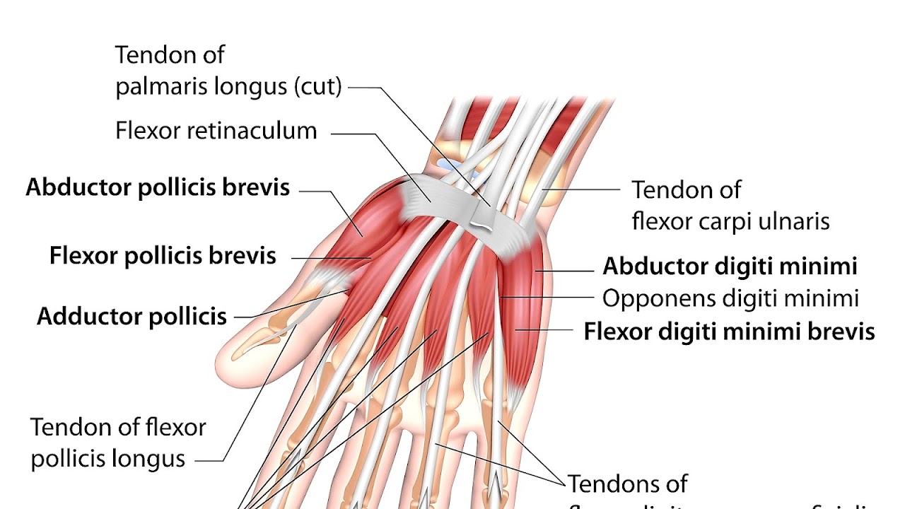 Hand Tendon Injury Symptoms Injury Choices
