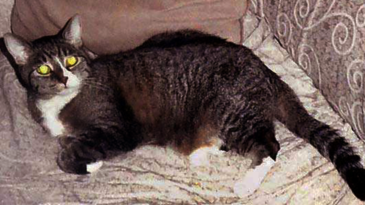 The 10 Best Types of Cat