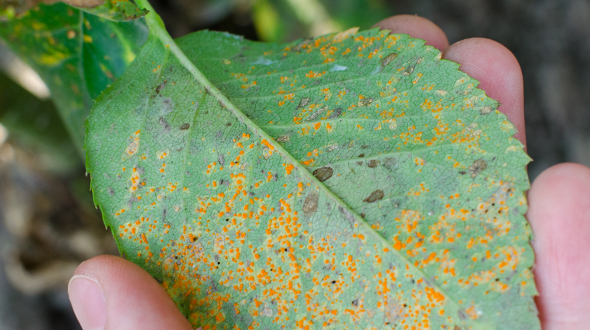 Fusiform rust disease uses two hosts one oak and one pine species