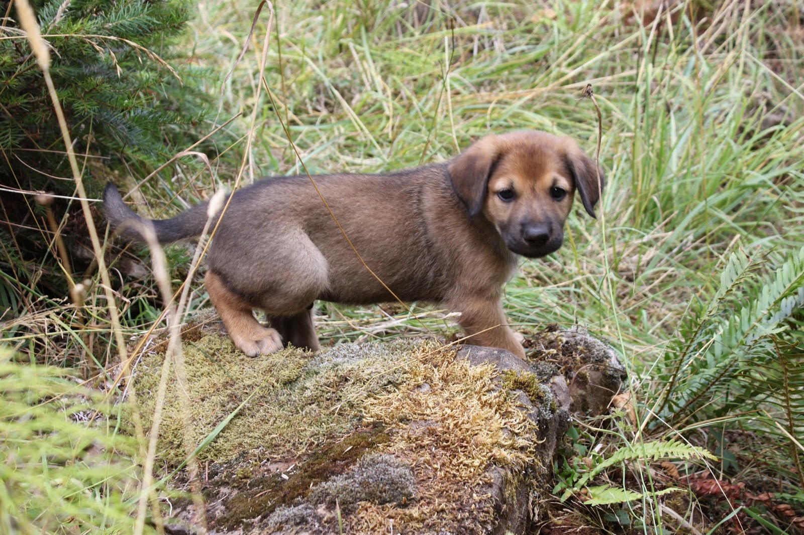 BrownStone Chinooks Day 42 Mud Dogs Rampage