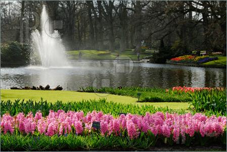Beautiful flower garden | Amazing Wallpapers