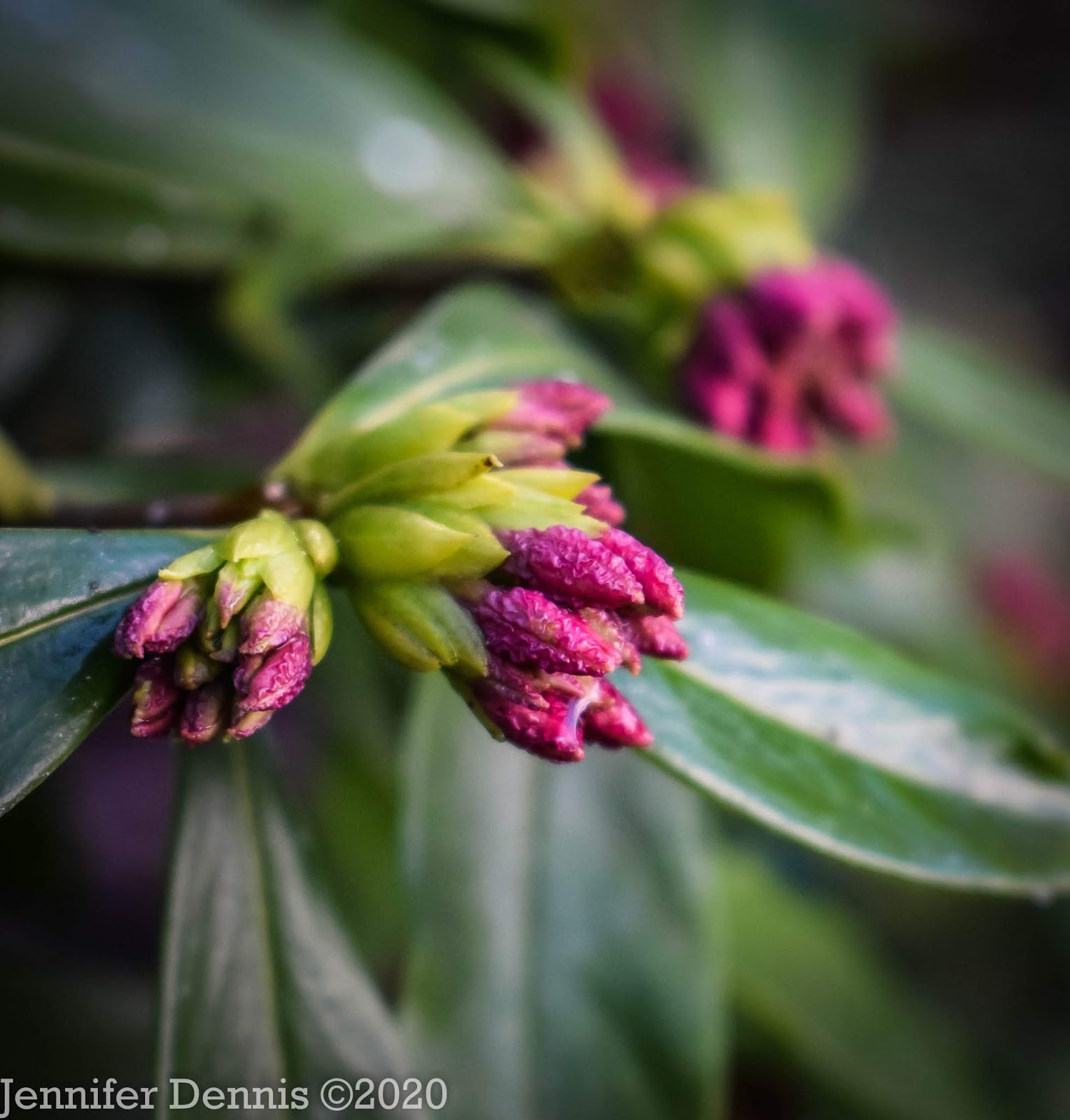 Mahonia Repens Stock Photo Picture And Rights Managed Image Pic
