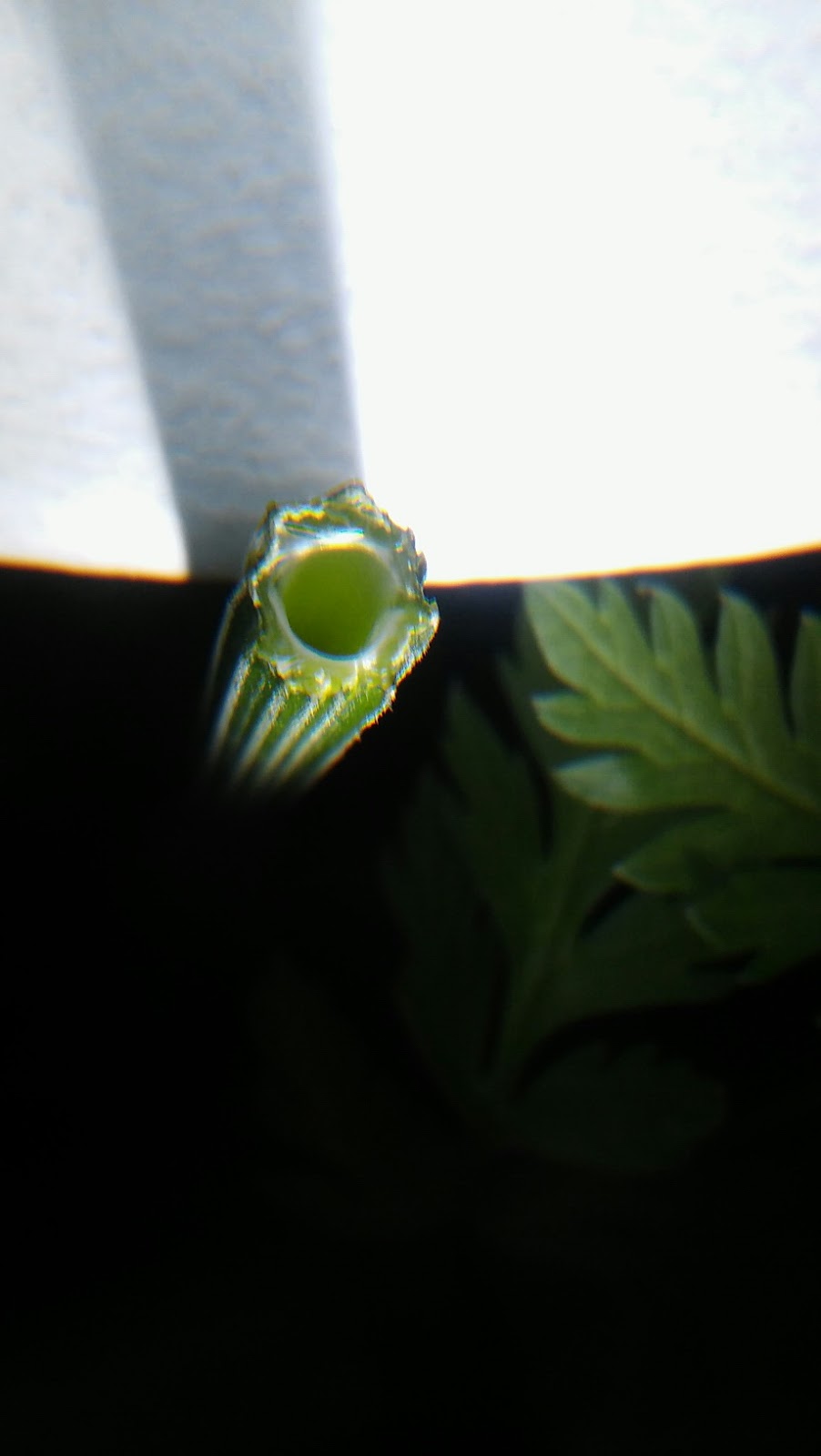 Rolandvue Rambler The Most Deadly Plant in North America?