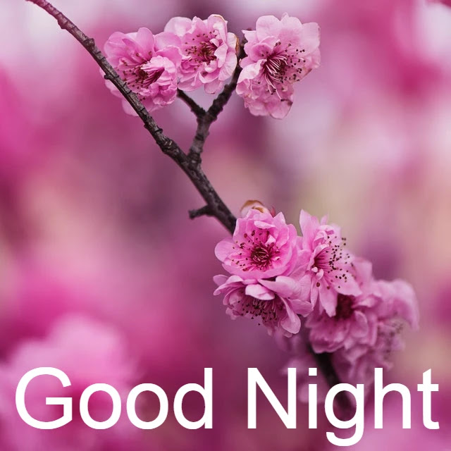 Good Night HD Images Collection Good Night HD Images Collection