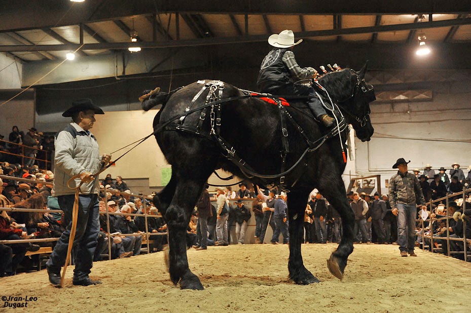 Percheron International Une Vente De Printemps
