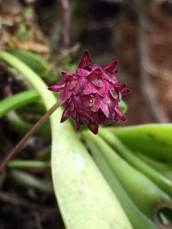 Bulbophyllum apiferum