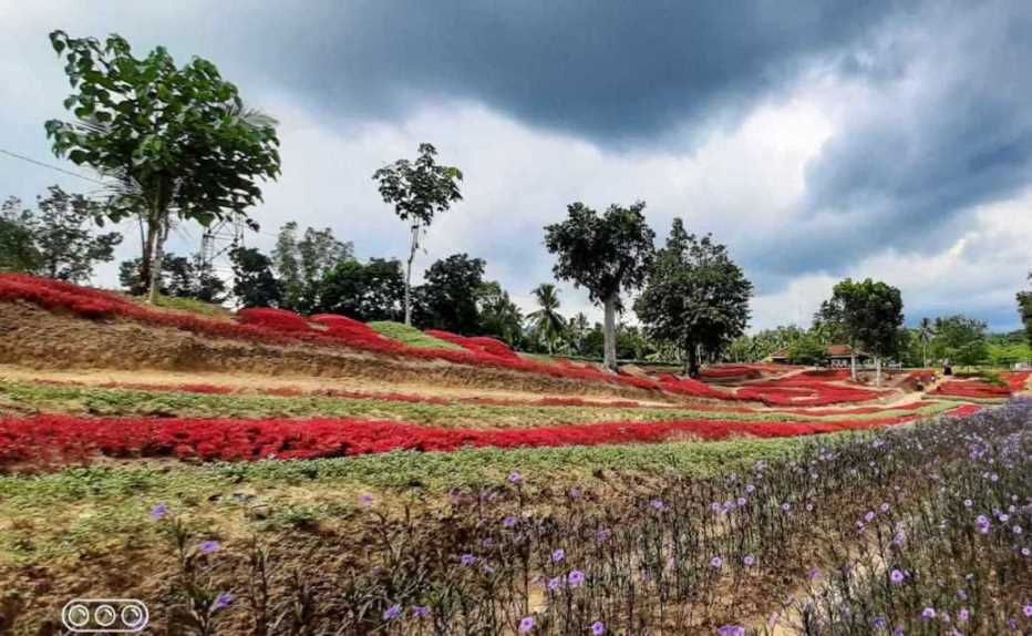 foto kebun bunga wisata telogo rejo sendang baru