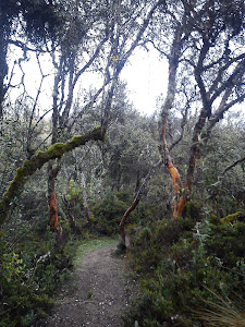 BOSQUE DE POLYLEPIS