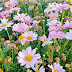 as eternas flores
