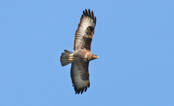 British Birds of Prey