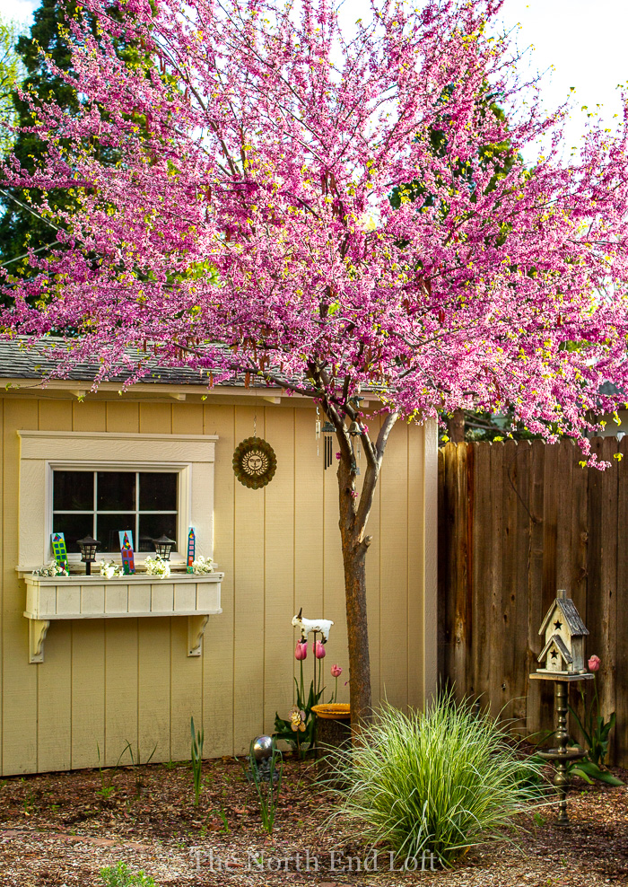 97+ Best Shrubs For North Side Of House