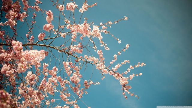 Best HD Wallpaper Spring ~ Wallpaper Loader