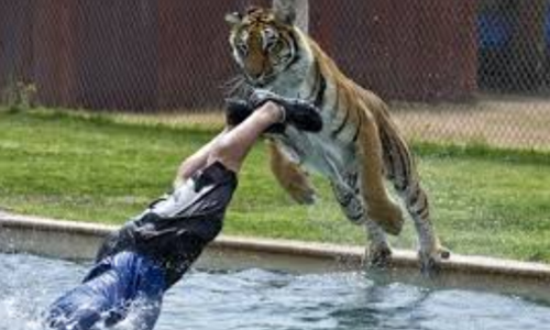 Tafsir Mimpi Dikejar Harimau versi primbonjava, Pandangan Islam dan