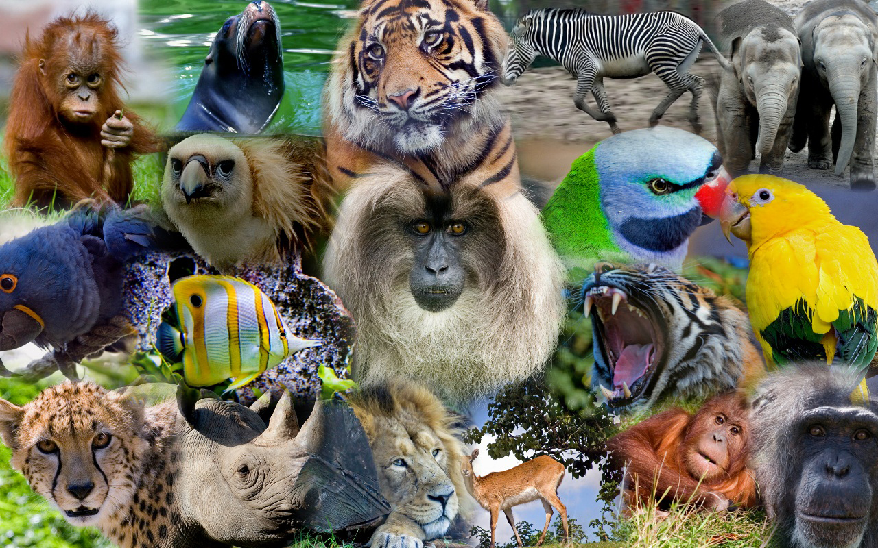 В мире животных 2024. Много животных. Животные коллаж. Мир животных. Разнообразный мир животных.