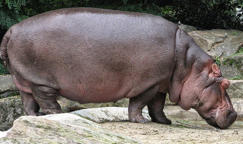 Fieggentrio: Hoe snel eet een nijlpaard een meloen op? (filmpje)