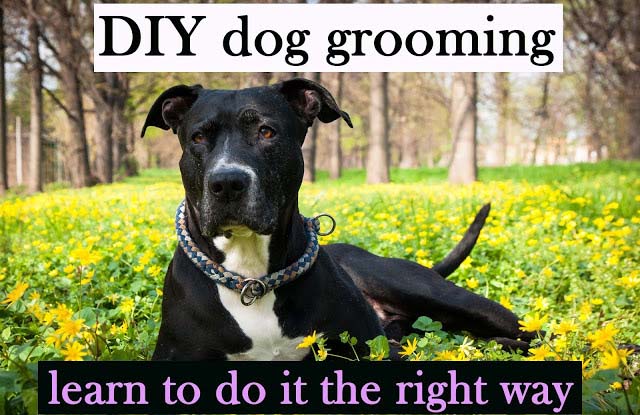 DIY dog grooming