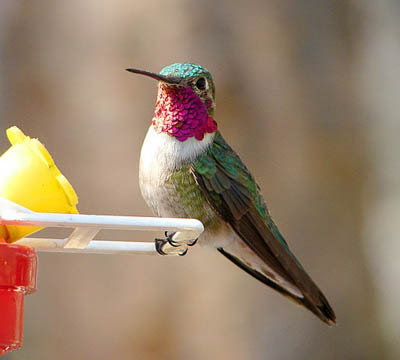 Photo of Broad-tailed Hummingbird on feeder Photo of Broad-tailed Hummingbird on feeder