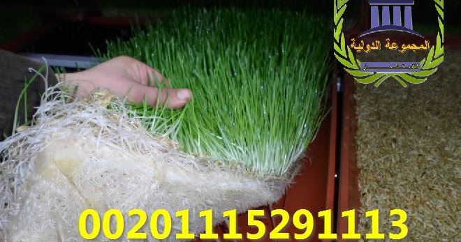الزراعه اليوم غرفه شعير مستنبت العلف الاخضرتنتج طن يوميا للبيع بالسعوديه الزراعه اليوم غرفه شعير مستنبت العلف الاخضرتنتج طن يوميا للبيع بالسعوديه