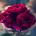 أروع القصائد 2020 أروع القصائد 2020