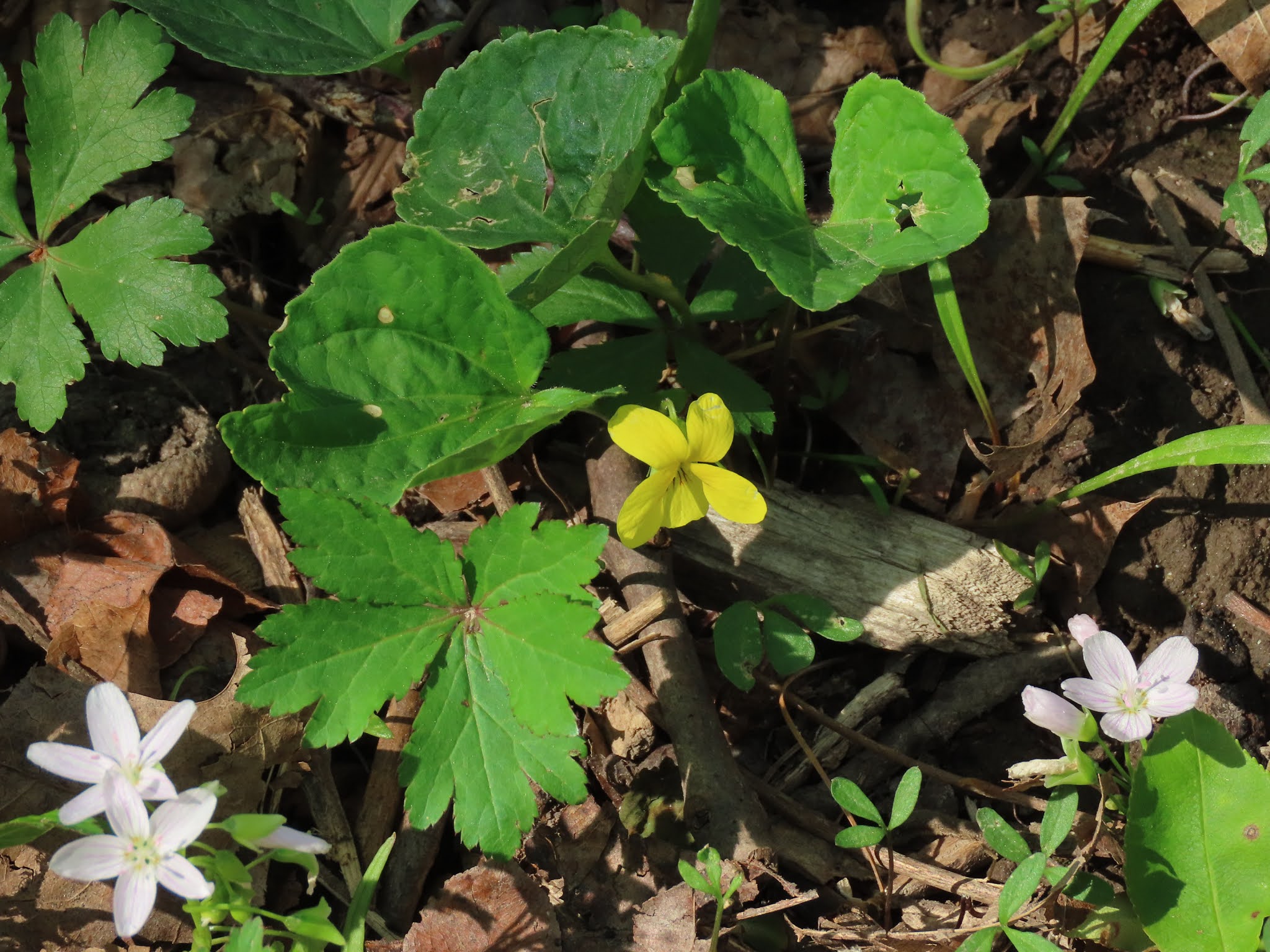 Mae's Food Blog The Celery Bog