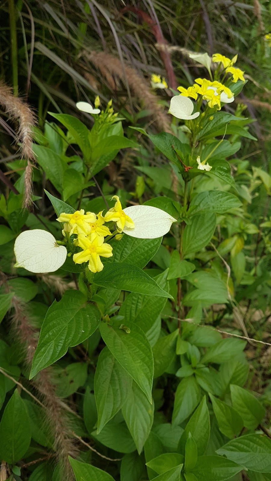 Mussaenda flava, Yellow Mussaenda