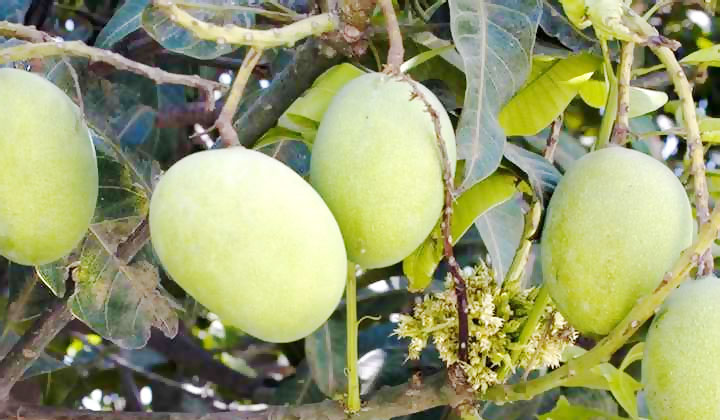mango fruit photo mango-fruit-photo