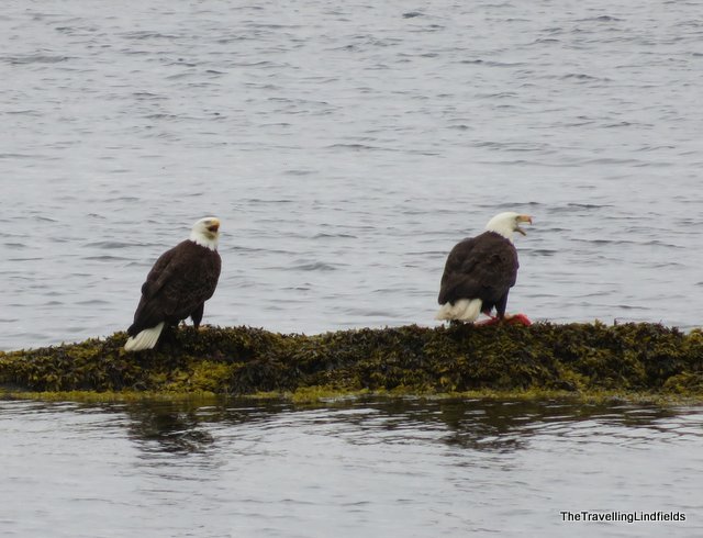 Bald Eagles, Sitka Alaska