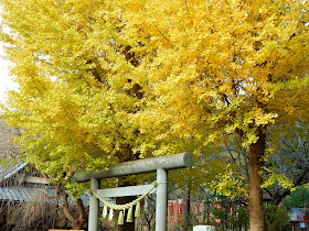 �������_�Ђ̃C�`���E